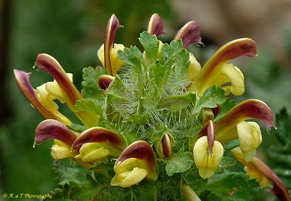{Pedicularis canadensis}